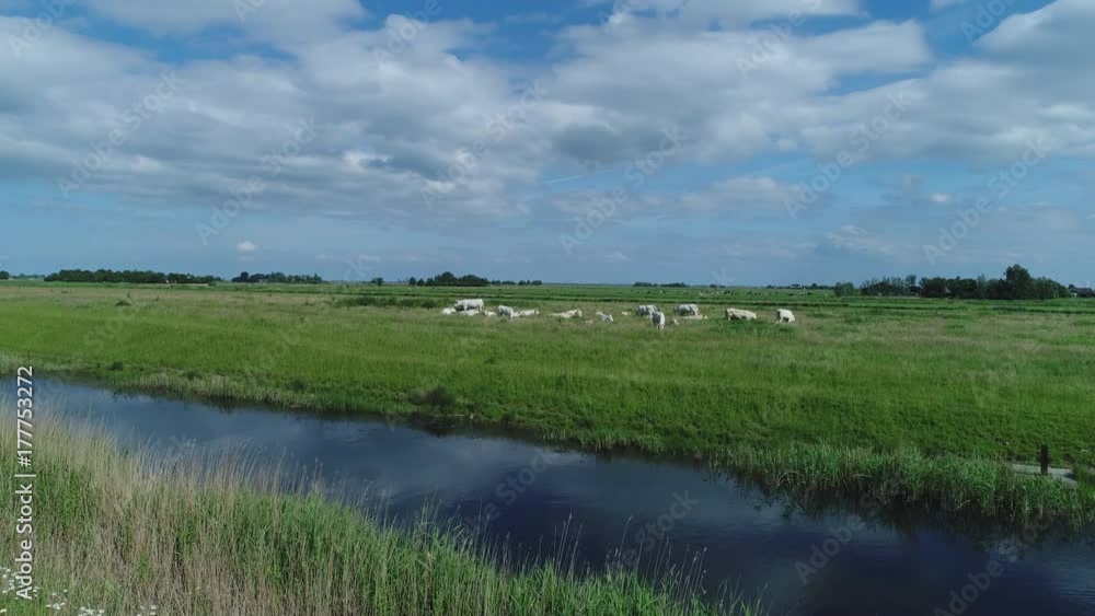 Green farmland in Holland, aerial riser from daisies to reveal landscape with ditch, white cows and lush meadows. Green farmland in Holland, aerial riser from daisies to reveal landscape with ditch, white cows and lush meadows.