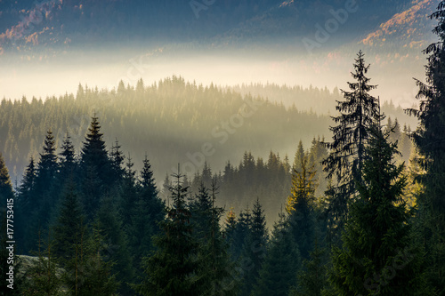spruce forest on hillside layered in autumn fog. amazing nature background at sunrise © Pellinni