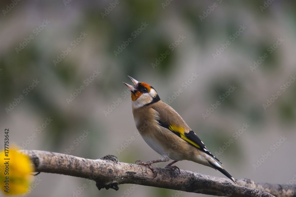 Goldfinch Goldfinch