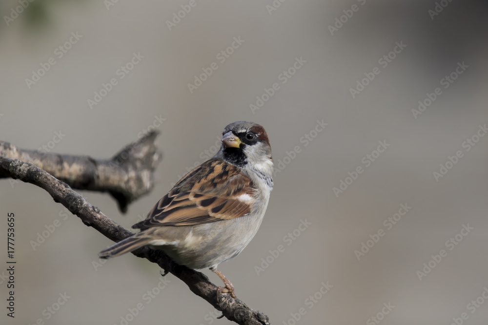 Fototapeta premium Sparrow