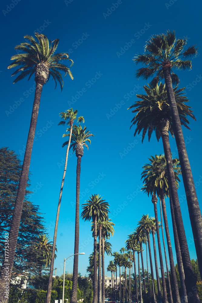 Fototapeta premium Palms of Beverly Hills