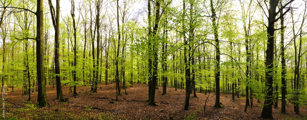 hellgrüner Laubwald im Frühling Panorama
hellgrüner Laubwald im Frühling Panorama