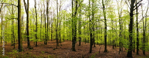 hellgrüner Laubwald im Frühling Panorama 