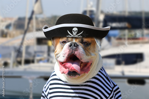 American Bulldog dressed in a pirate clothing