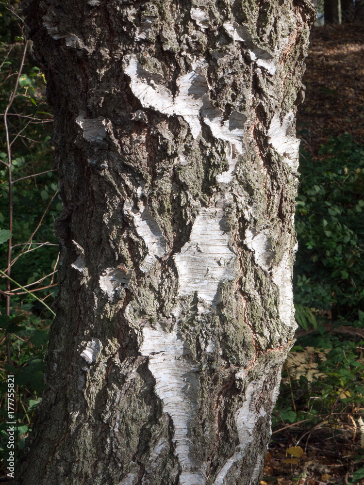 Obraz premium cracked bark tree brown and white texture in light