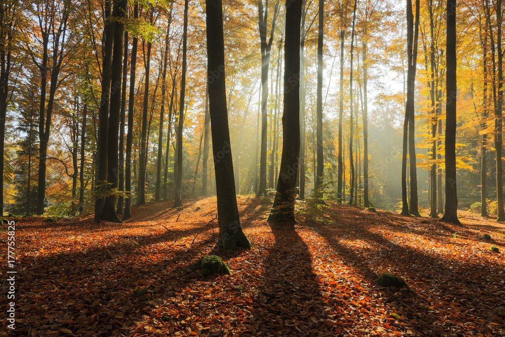 Naklejka premium Autumn Forest. Kashubia, Poland 