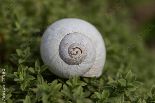 close view of white shell of Roman edible snail