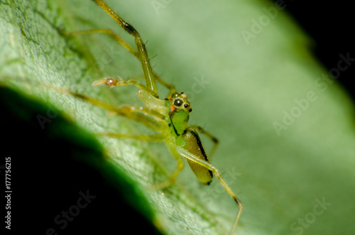 Bela aranha © Milton Buzon