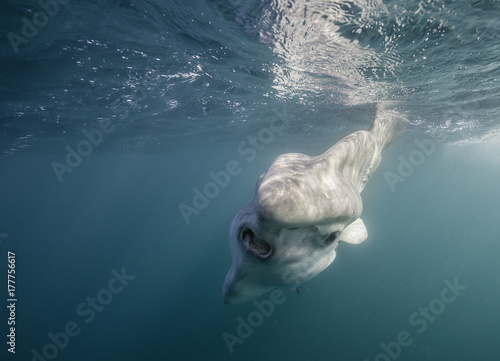 Oceanic sun fish, or mola mola, swimming on the surface during the sardine run off the east coast of South Africa. photo
