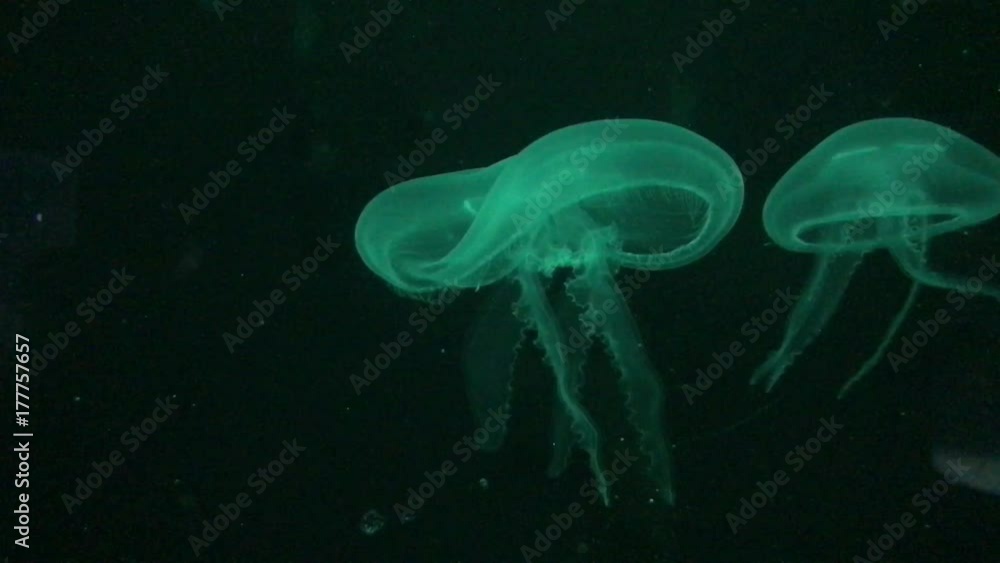 Underwater animals, aquatic marine life background Underwater animals, aquatic marine life background