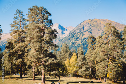 Pine trees in the forest with sky and mountains