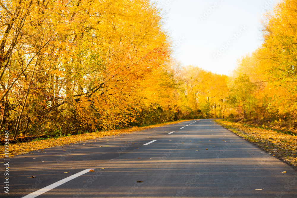 countryside road between fall season trees countryside road between fall season trees
