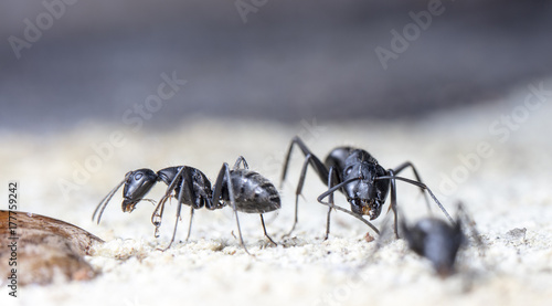 big forest ant eats strawberry jam © vadim_fl