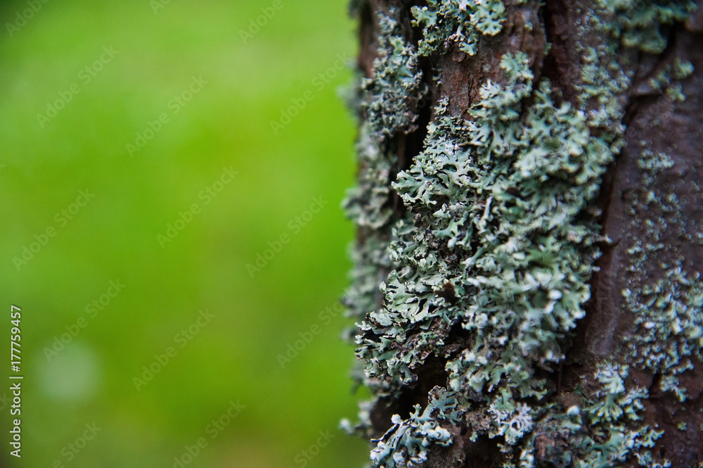 Texture bark of pine tree closeup Texture bark of pine tree closeup