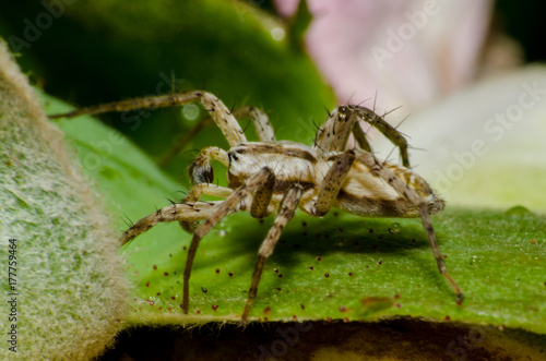 Bela aranha © Milton Buzon