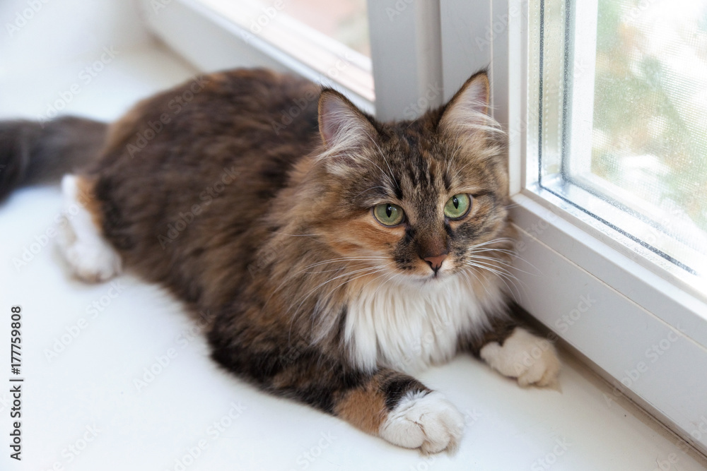 Beautiful long-haired cat lying on a white windowsill