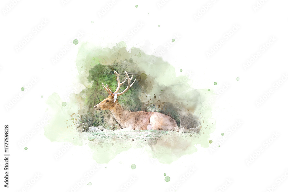 Fototapeta premium Abstract The loss of deer in the wild on watercolor painting background. 