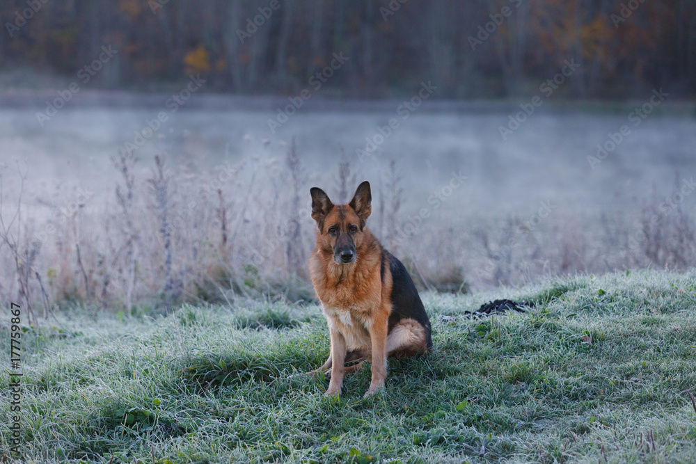German Shepherd dog sitting on lake shore in early frosty morning German Shepherd dog sitting on lake shore in early frosty morning