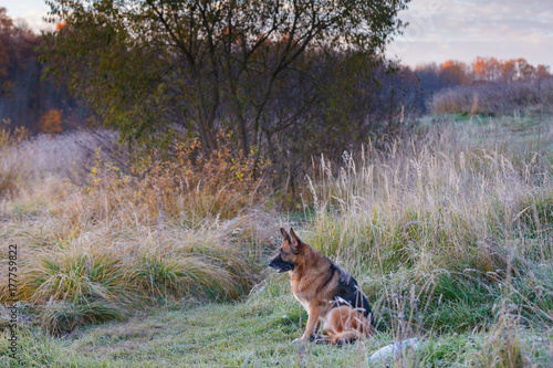 Fototapeta Naklejka Na Ścianę i Meble -  German shepherd dog sits in a frost-covered grass, earlier in autumn morning