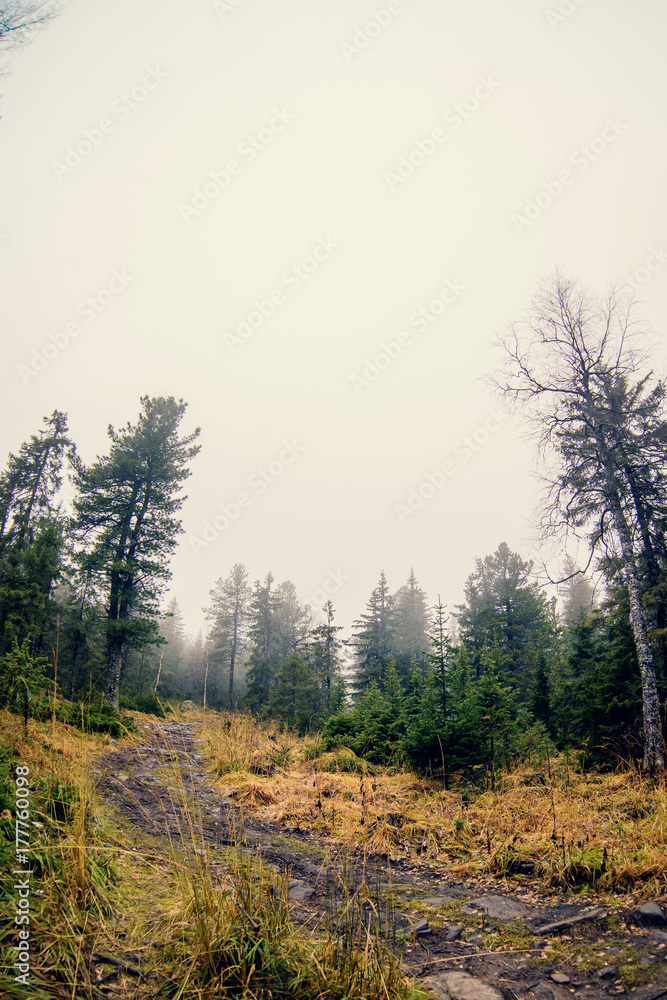 Path in the mist-covered mountain forest (Cyprus, Troodos)