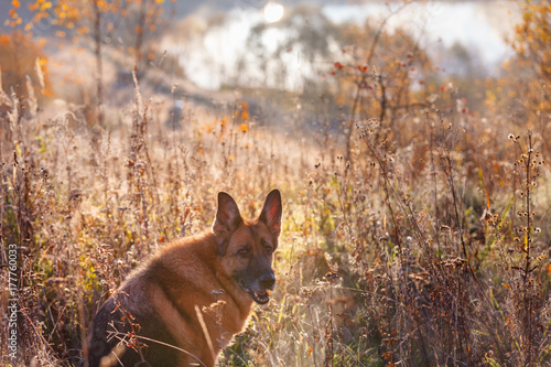 Beautiful autumn landscape with dog breed German Shepherd in foreground, golden autumn