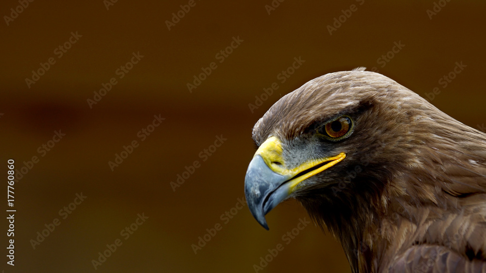 Obraz premium Eagle portrait with open space