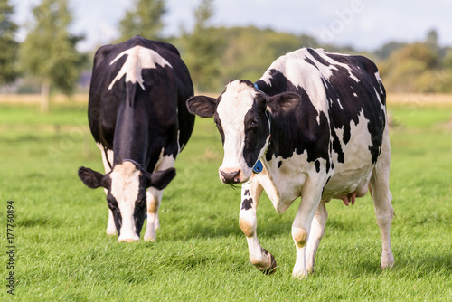 A pair of dutch cows grazing in the field