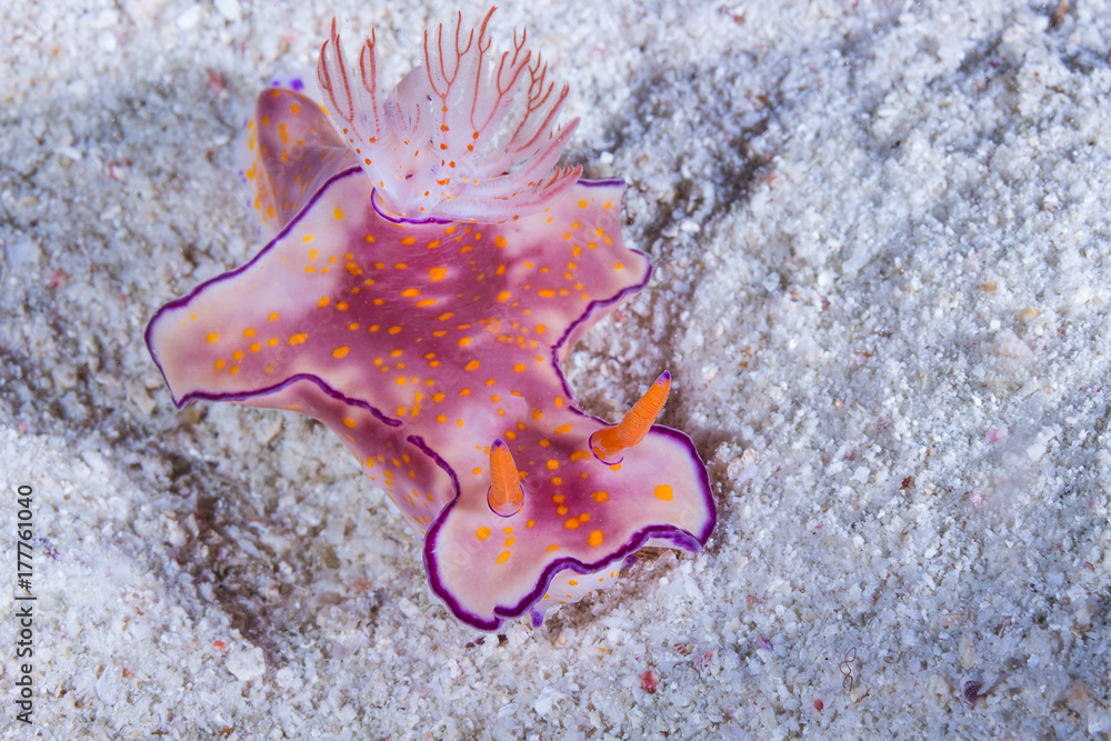 Ceratosoma trilobatum, Nudibranch, Sea Slug Ceratosoma trilobatum, Nudibranch, Sea Slug