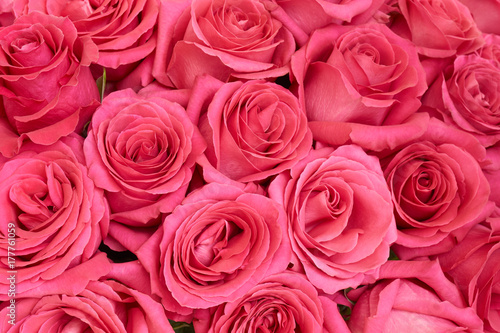 Many pink roses