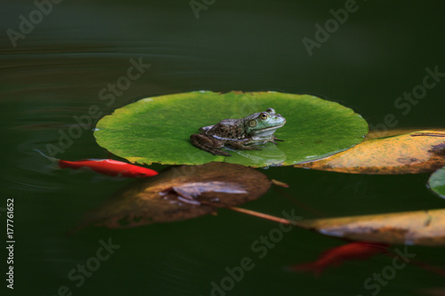 Frog on a lily leaf in a pond with fish 