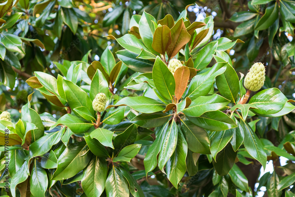 An exotic green plant similar to a ficus with thick dense leathery leaves An exotic green plant similar to a ficus with thick dense leathery leaves