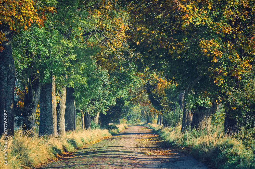 AUTUMN ROAD - Colorful maple leaves near the old stone road AUTUMN ROAD - Colorful maple leaves near the old stone road