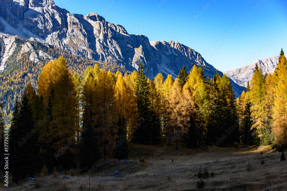 Golden larch reflections. Autumn Dolomites Golden larch reflections. Autumn Dolomites