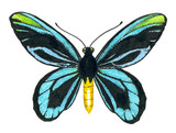 Queen Alexandra' s birdwing butterfly.