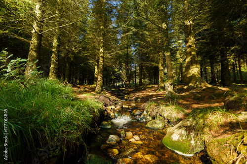 Fototapeta Naklejka Na Ścianę i Meble -  Creek in the Scandinavian forest