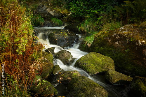 Creek in the Scandinavian forest