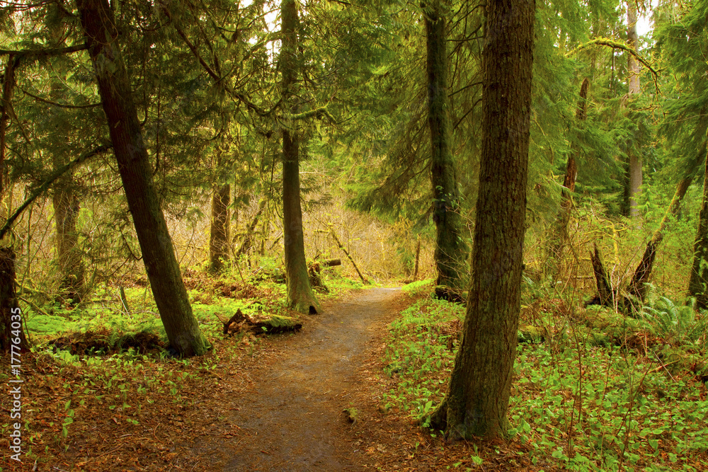 Obraz premium a picture of an Pacific Northwest forest trail