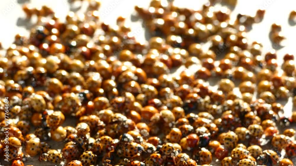 Many ladybirds. Coupling of ladybirds Many ladybirds. Coupling of ladybirds