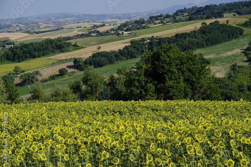 Summer landscape in Marches near Fossombrone