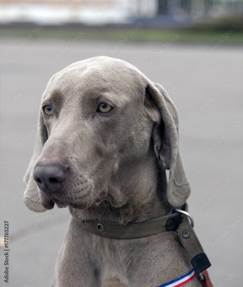 A beautiful image of a male weimaraner