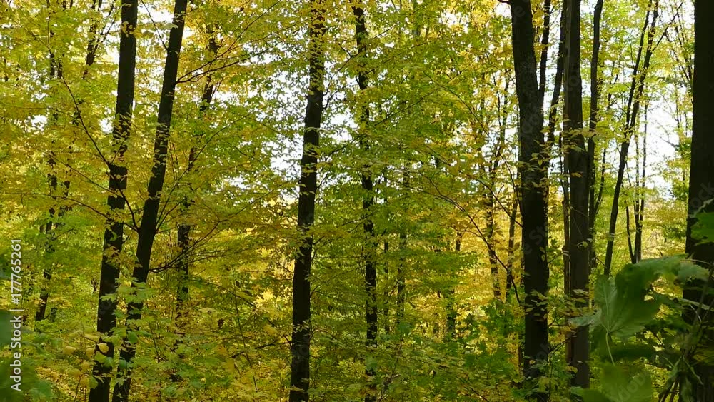 Autumn forest. Yellow leaves on the trees in the forest. Autumn forest. Yellow leaves on the trees in the forest.