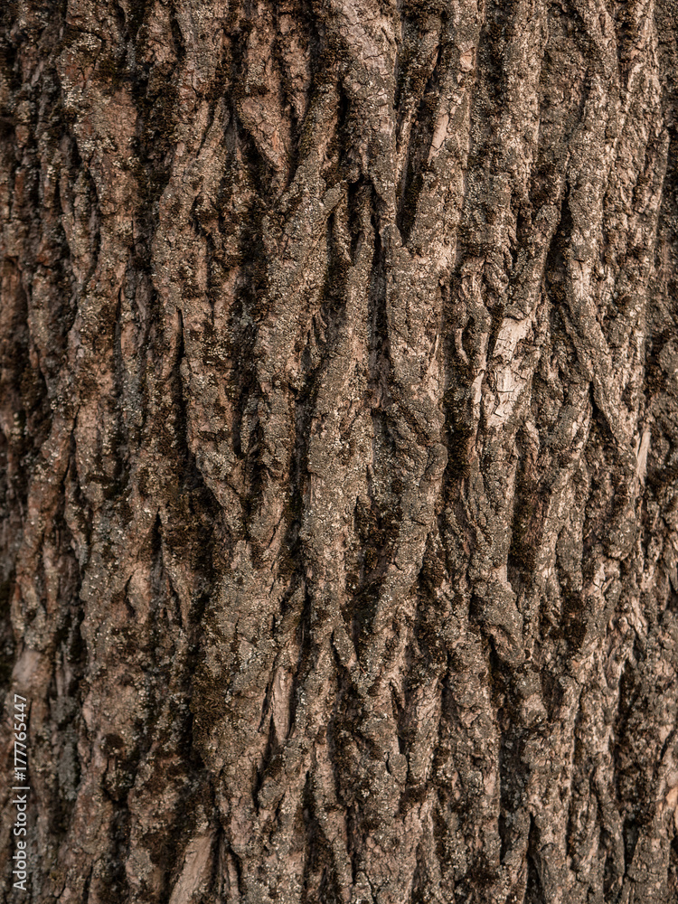 Wooden texture for create differents backgrounds Wooden texture for create differents backgrounds