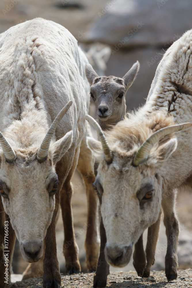 Fototapeta premium Colorado Rocky Mountain Bighorn Sheep