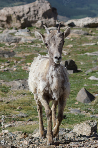 Colorado Rocky Mountain Bighorn Sheep © Gary