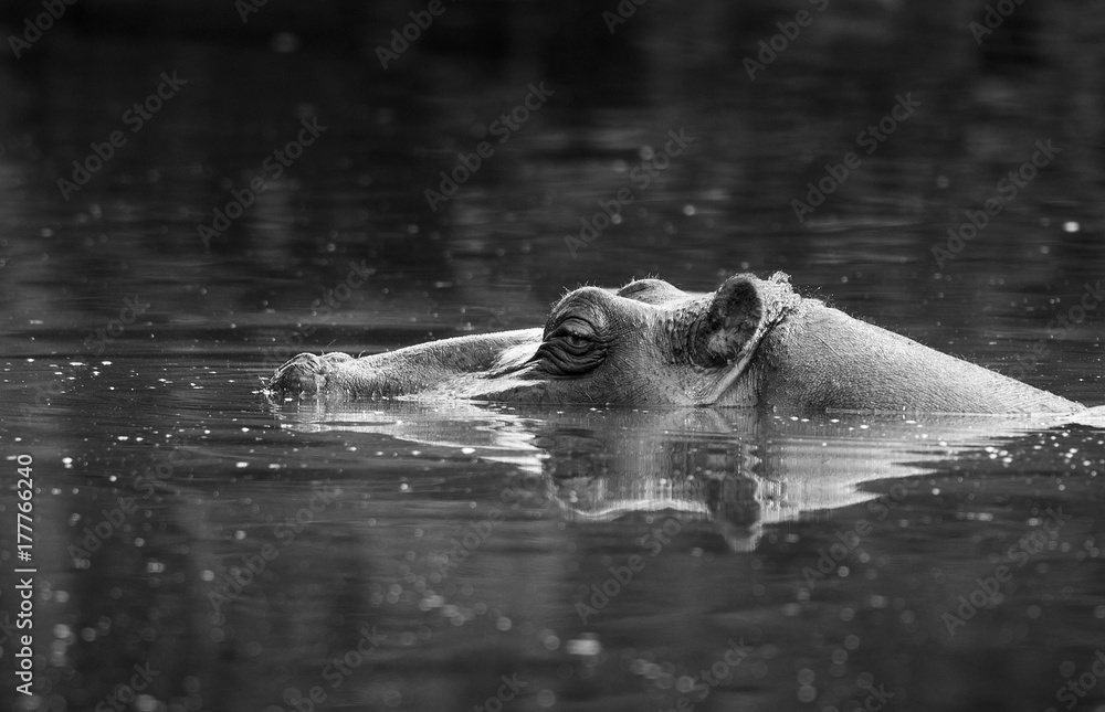 Fototapeta premium HIPPOPOTAMUS AMPHIBIUS, South Africa