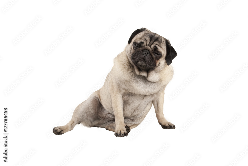funny cool cocky pug puppy dog, sitting down with funny facial expression, isolated on white background