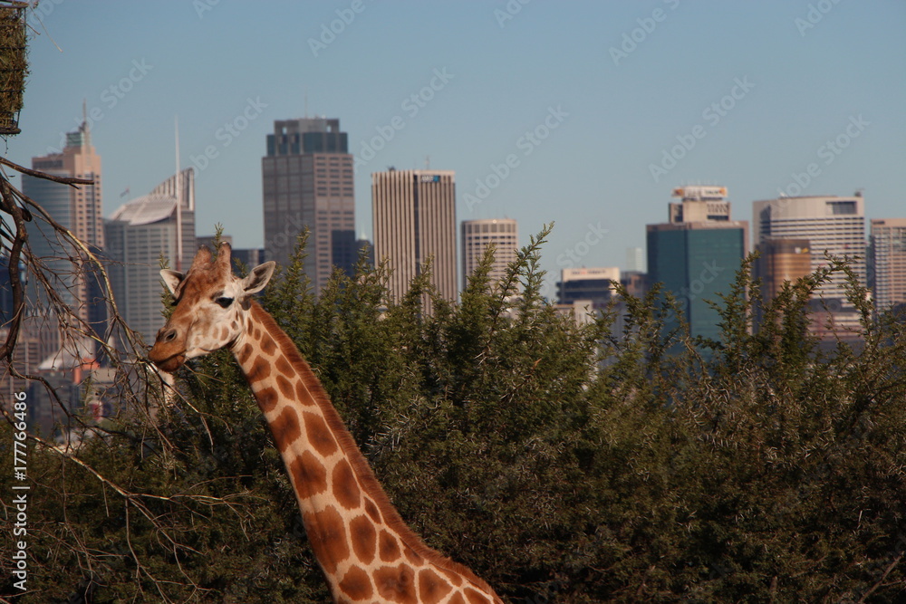 Fototapeta premium Tarango Zoo Sydney Australien