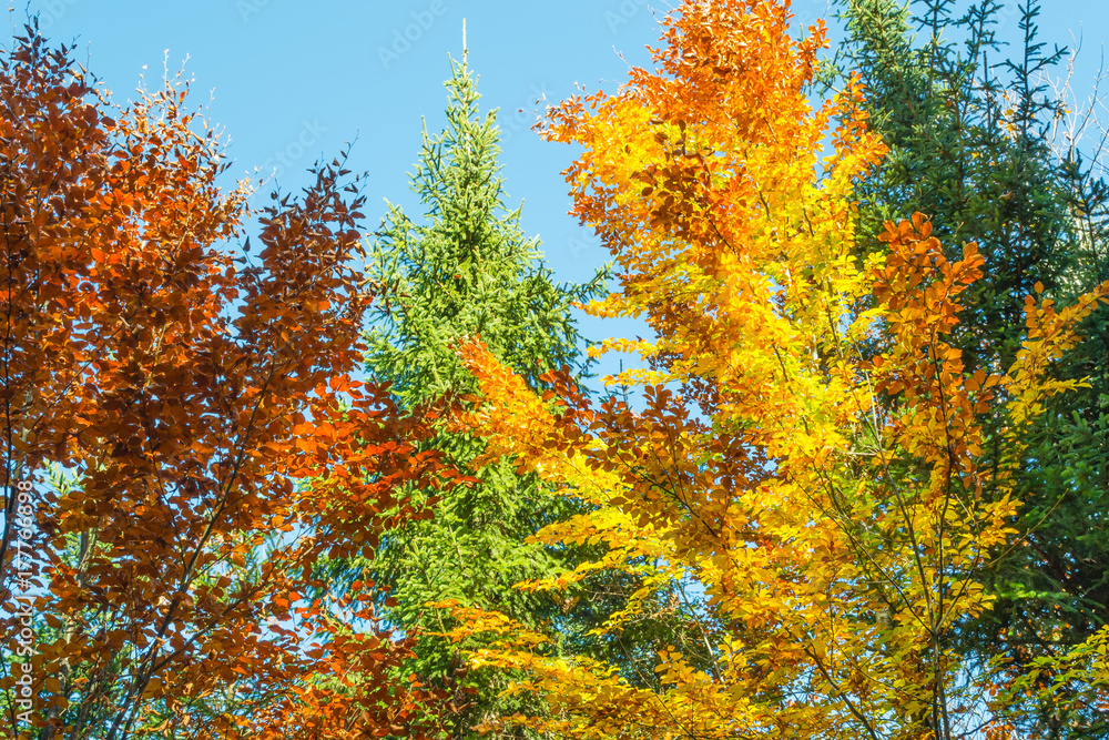Autumn clear day in autumn forest. A bright color palette in the autumn forest. Autumn clear day in autumn forest. A bright color palette in the autumn forest.