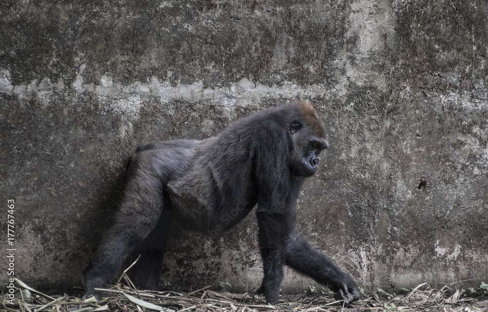 Naklejka premium Cameroon Gorilla