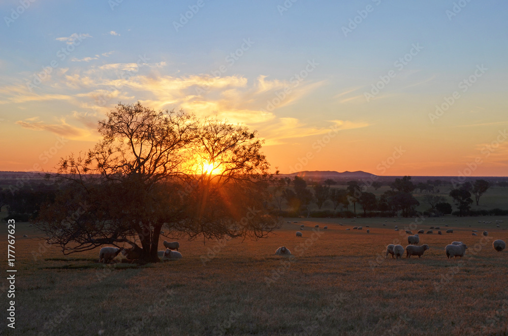 Rural sunset landscape scene with sheep on farmland between the towns of Grenfell and Young in the NSW countryside, Australia